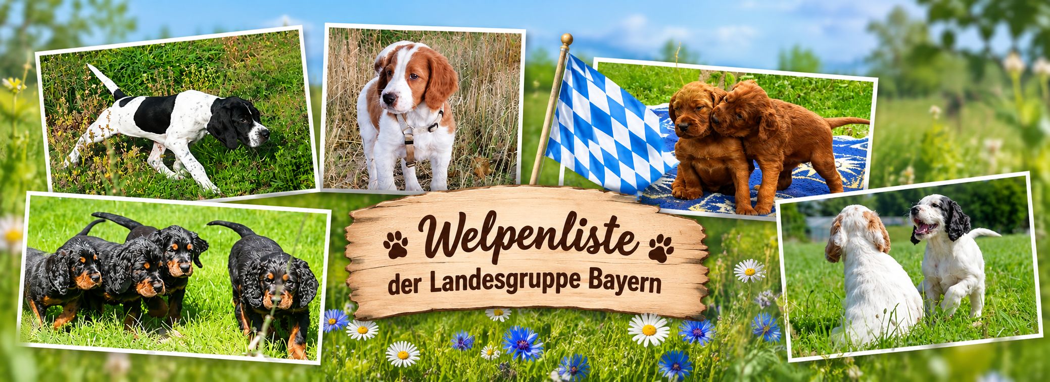 start welpenseite