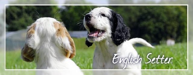 English Setter