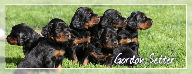 Gordon Setter