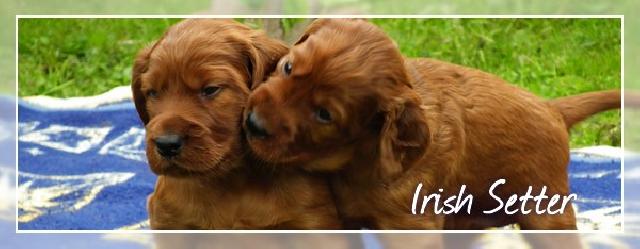 Irish Red Setter