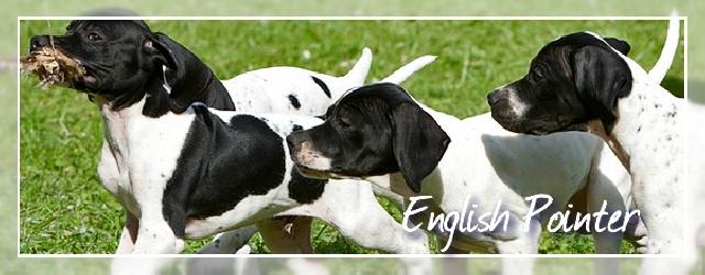 English Pointer